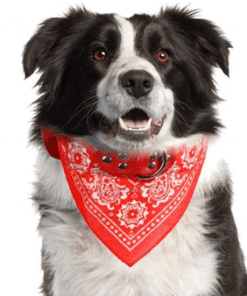 Cute Dog/Cat Collar with Paisley Bandana - Red - Large