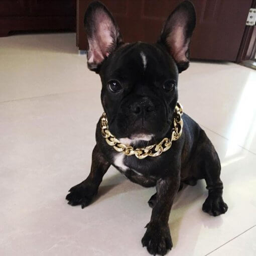 Gold Bling Large Dog Chain Collar / Necklace