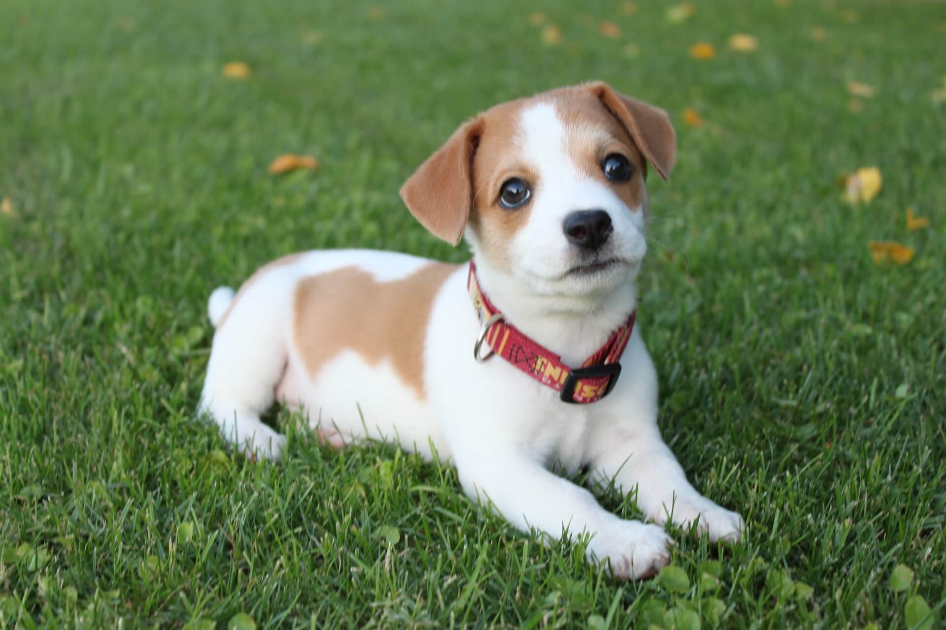What size collar should I get for my dog?