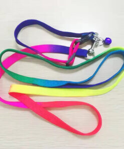Bright Neon Matching Dog Collar and Lead Set